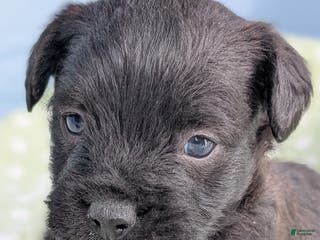 Mixed Breed dogs Black Prince - Ad 5