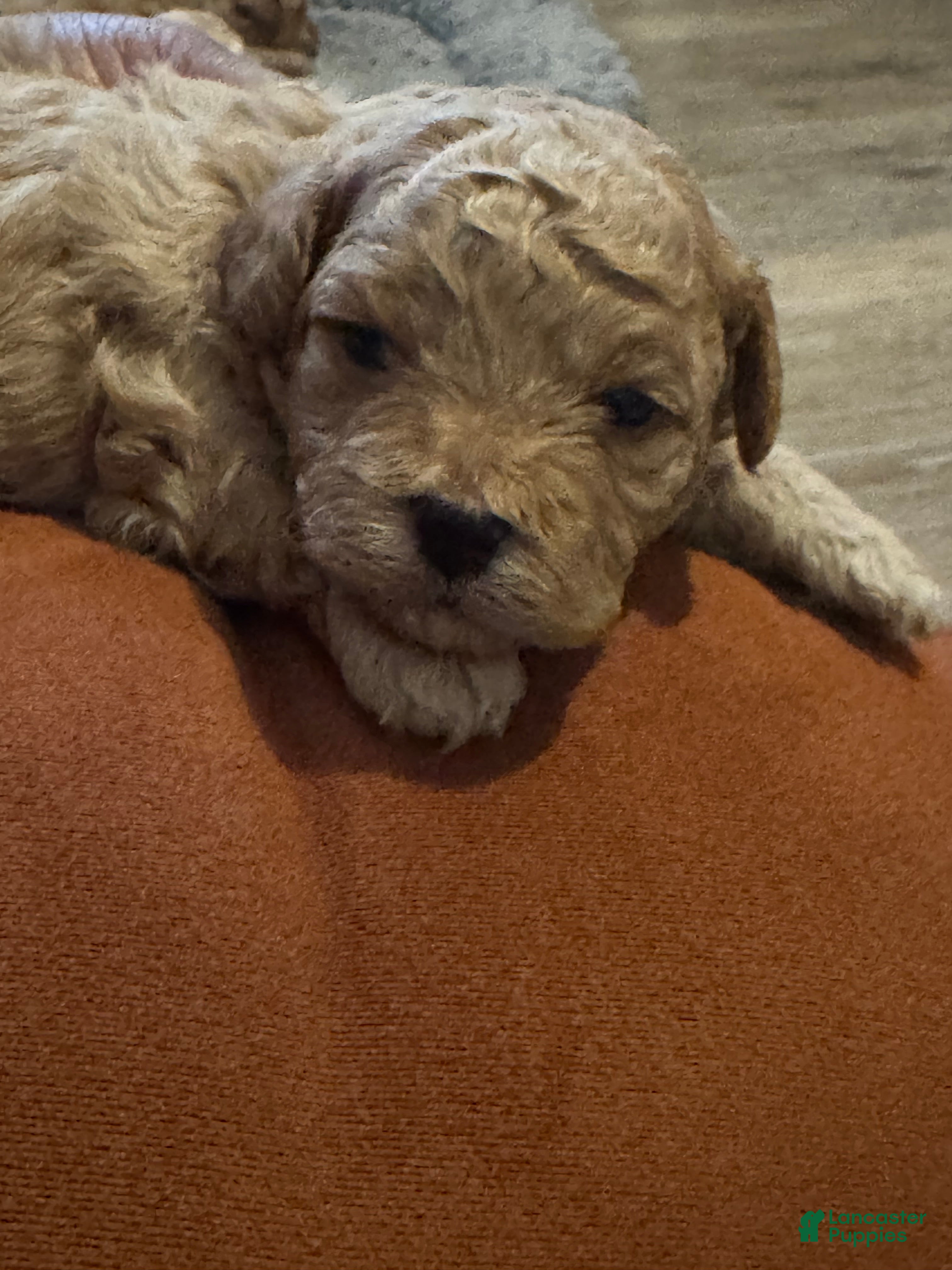 Shihpoo dogs Luca - Ad 2