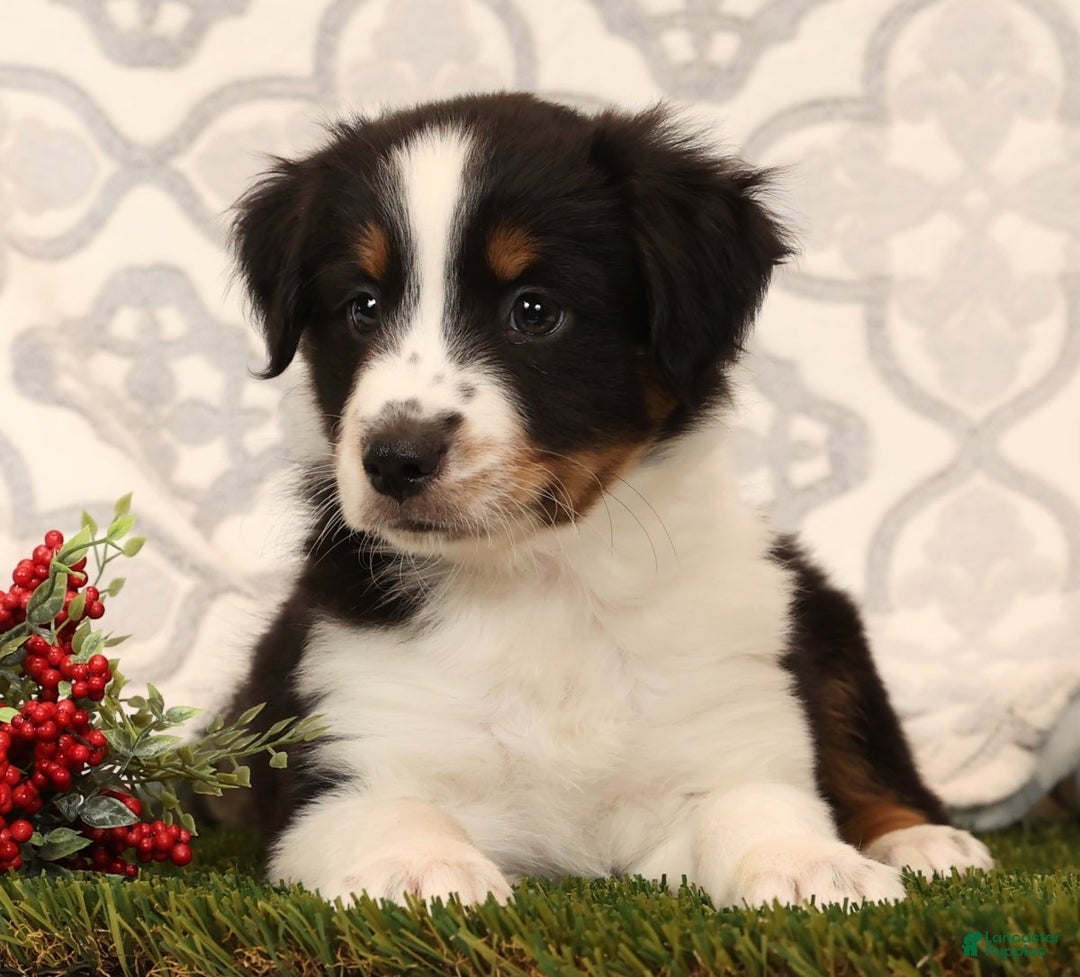 Miniature Australian Shepherd dogs for sale: Ryder - Ad 2