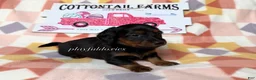 Dachshund dogs for sale:  AKC Black & Tan Long Haired Female Dachshund ALL Clear - Ad 3