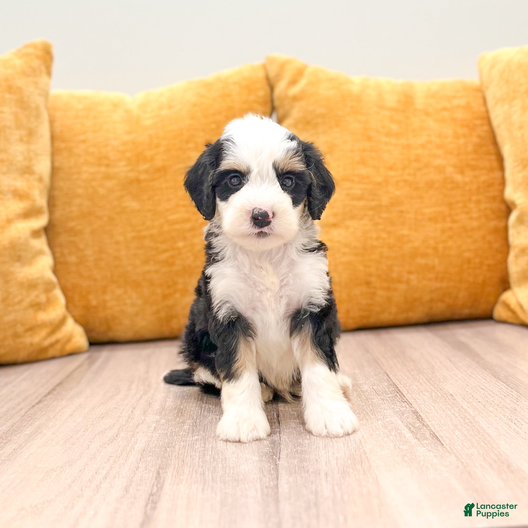Mini Bernedoodle dogs Shadow - Ad 1