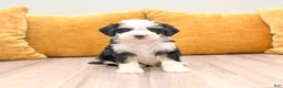Mini Bernedoodle dogs for sale: Shadow - Ad 1