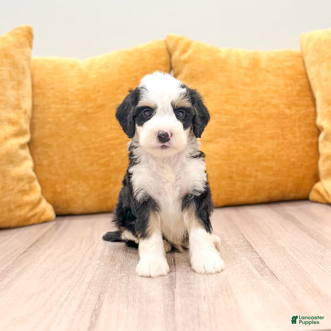 Mini Bernedoodle dogs for sale: Shadow - Ad 1