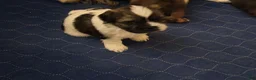 Shih Tzu dogs for sale: Shih Tzu 3 - Ad 11