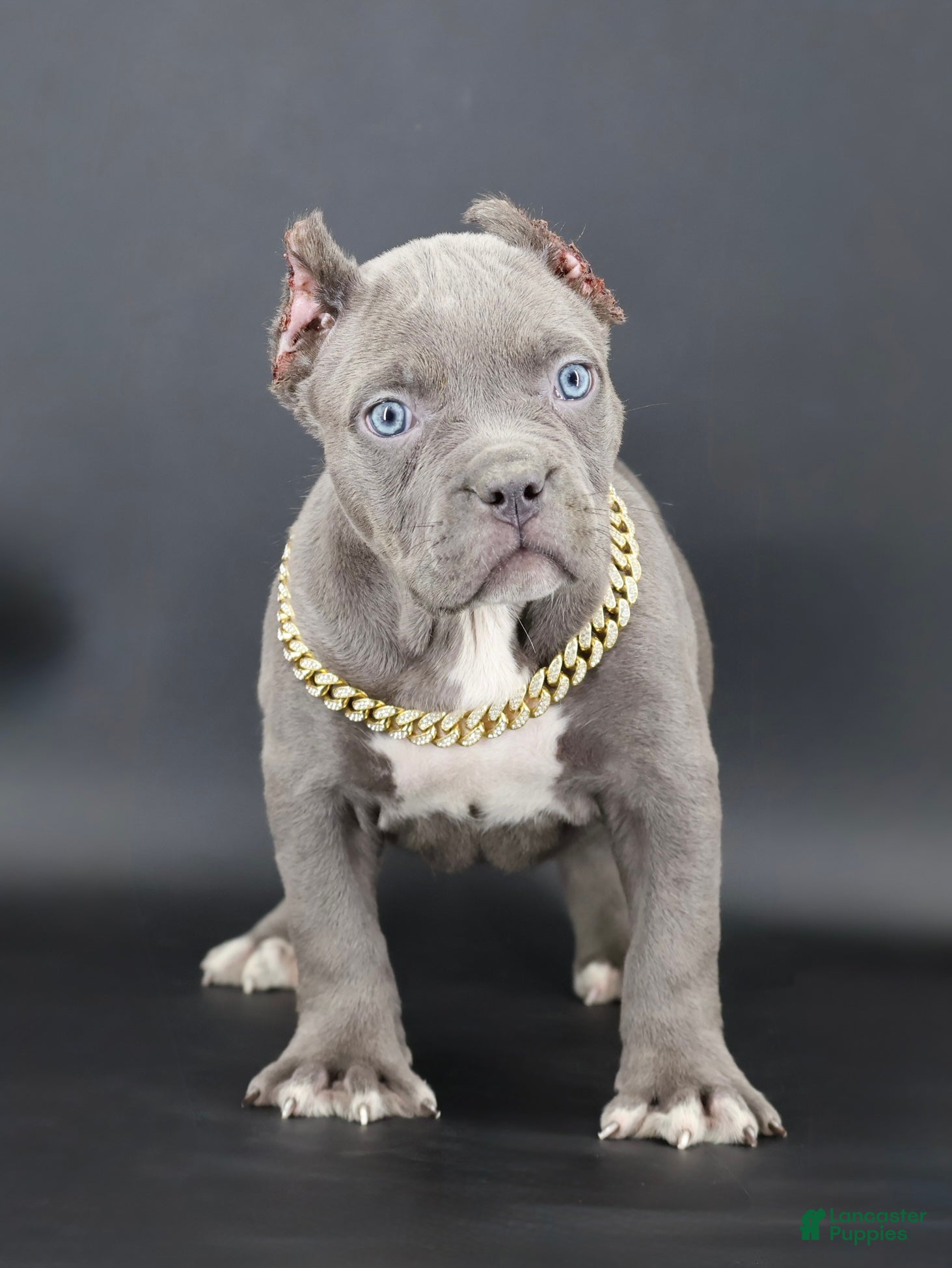 American Bully dogs Unity - Ad 1