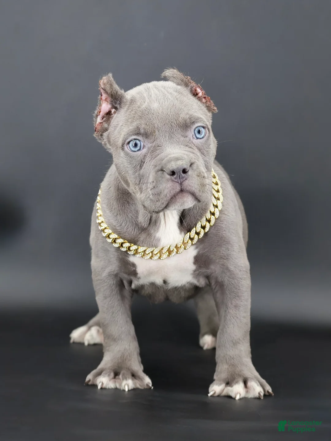 American Bully dogs for sale: Unity - Ad 1