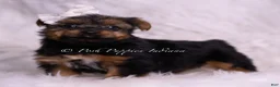 Yorkshire Terrier dogs for sale: Skeeter - Ad 3