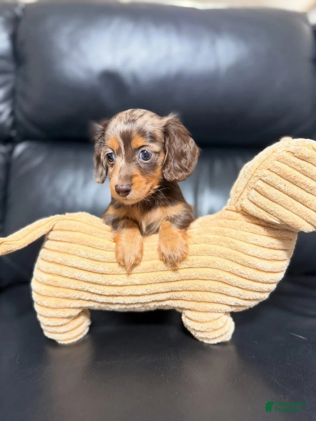 Miniature Dachshund dogs for sale: Dazzy - Ad 2