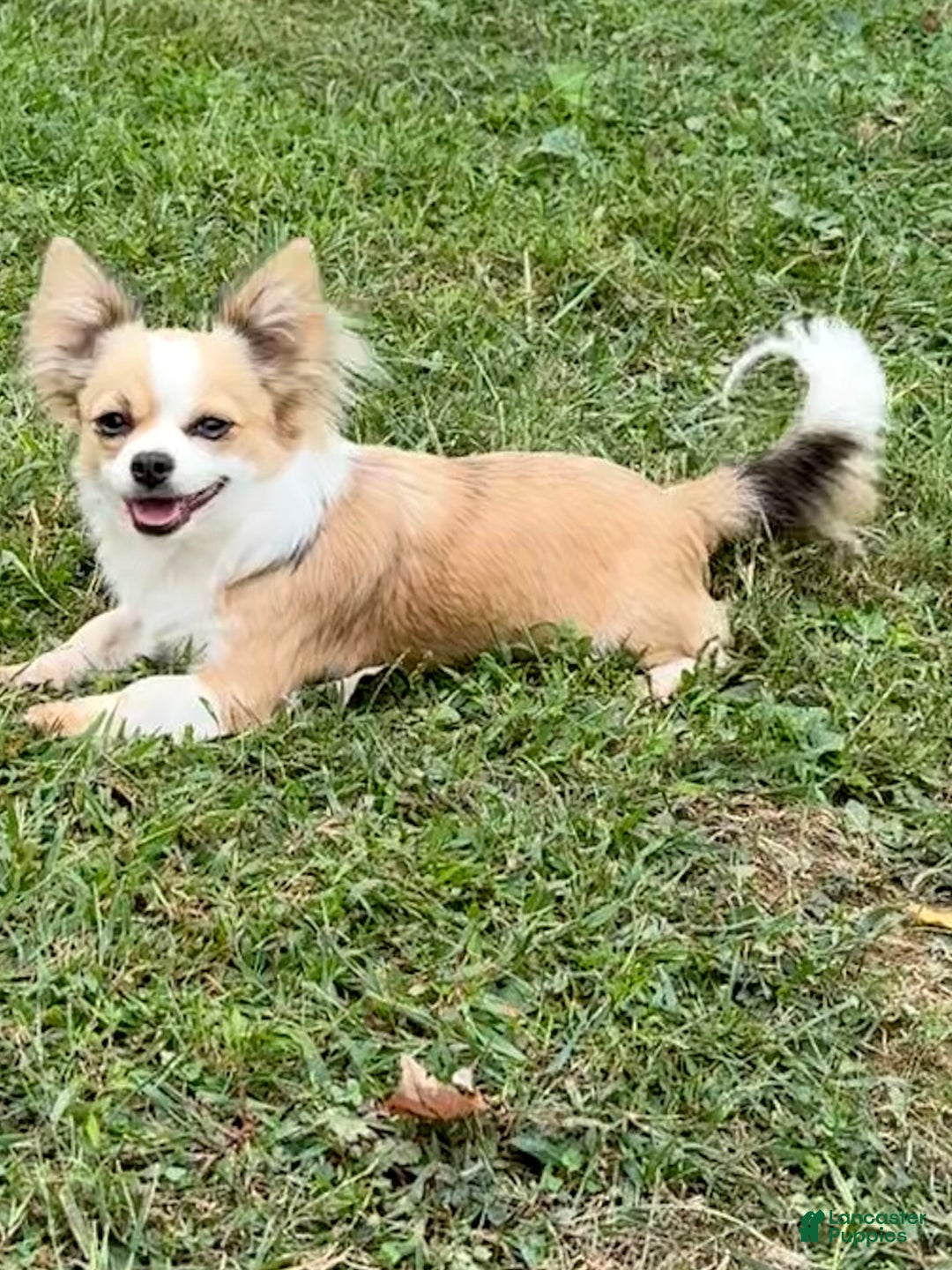 Chihuahua dogs for sale: Chihuahua Puppy 1 - Ad 6