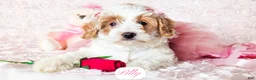 Cavapoo dogs for sale: Lilly - Ad 1