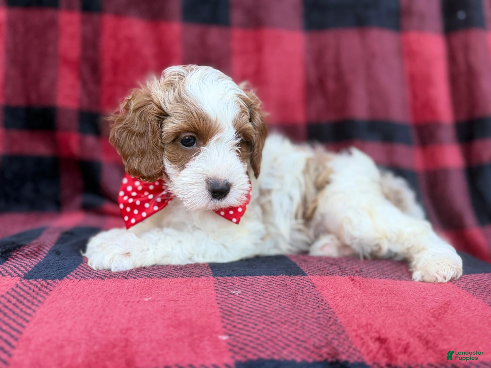 Cavapoo dogs for sale: Duke - Ad 2