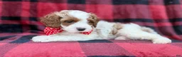 Cavapoo dogs for sale: Duke - Ad 2