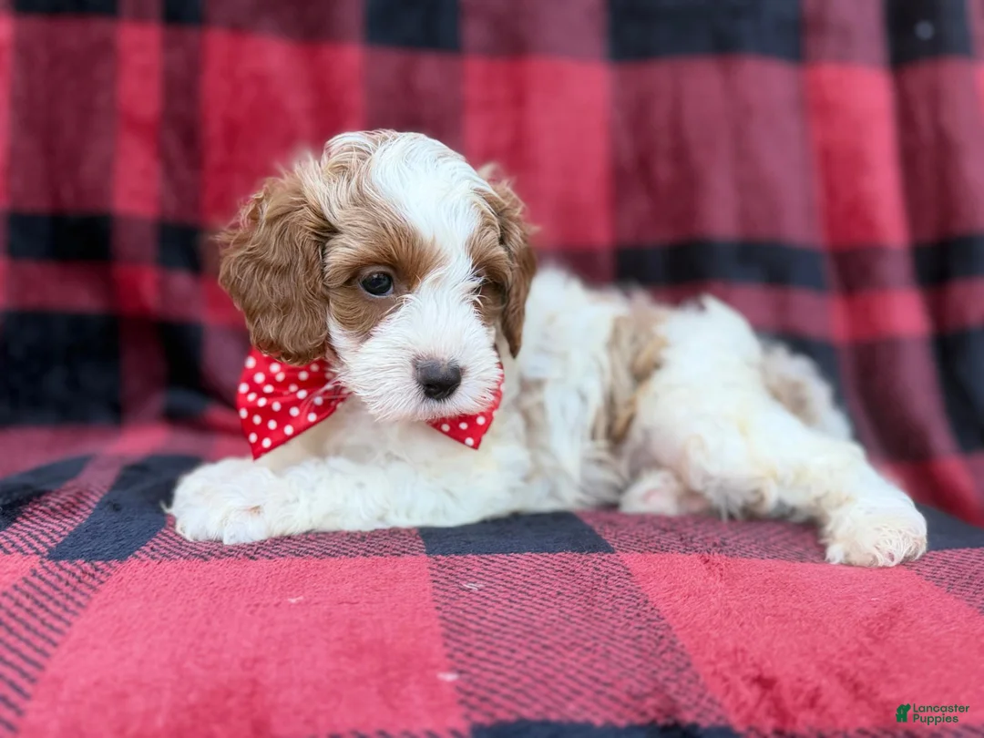 Cavapoo dogs for sale: Duke - Ad 2