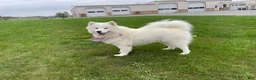 Samoyed dogs for sale: Maverick - Ad 3