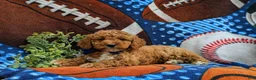 Cockapoo dogs for sale: Nikos Hypoallergenic - Ad 5
