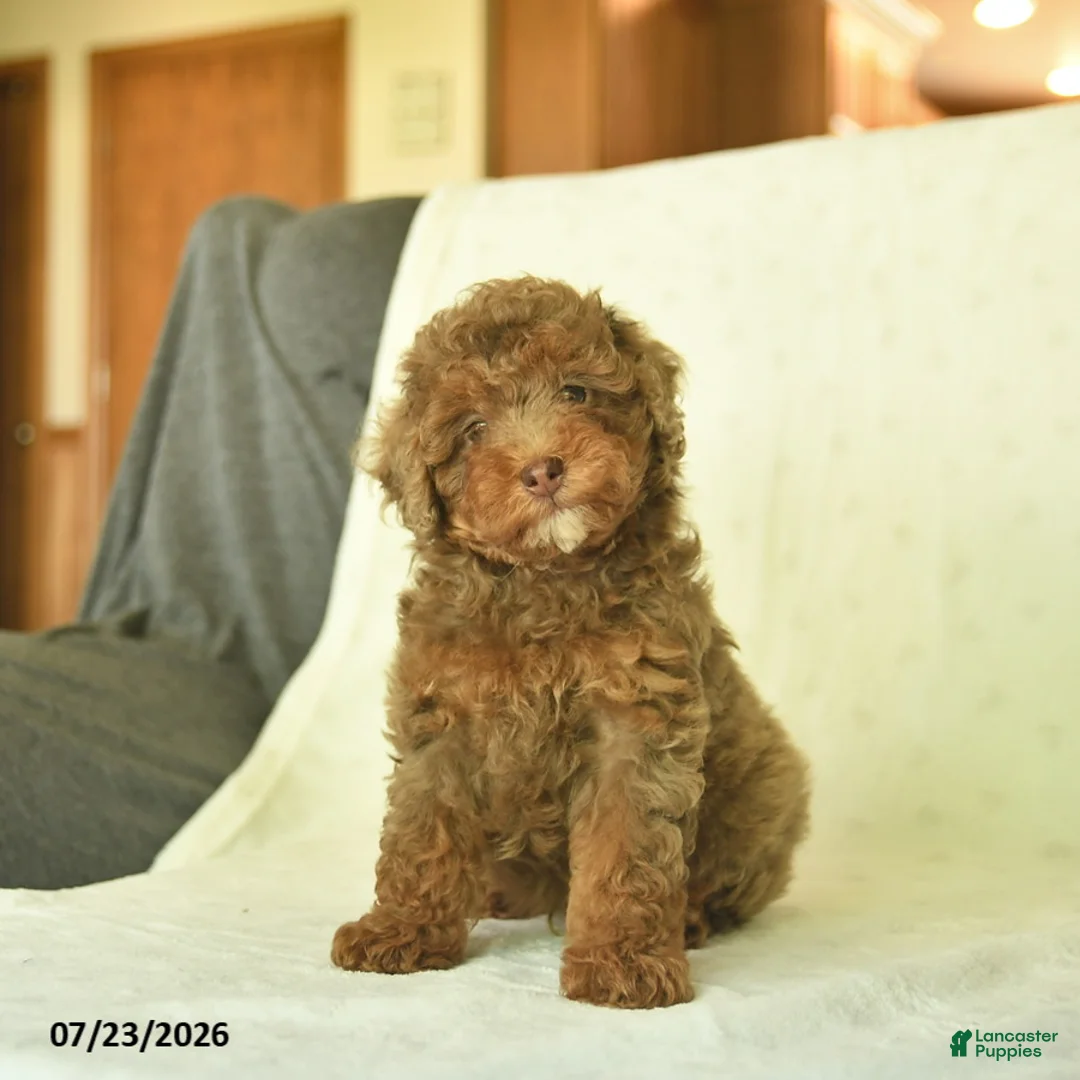 Miniature Poodle dogs for sale: Qaxon  - Ad 2