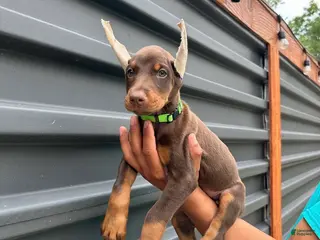 Doberman Pinscher dogs Rogers - Ad 32