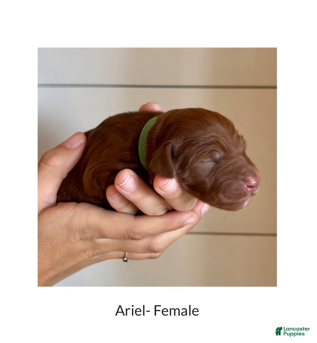 Irish Doodle dogs for sale: Irish Doodle Puppy- Ariel - Ad 1