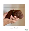 Irish Doodle Puppy- Ariel