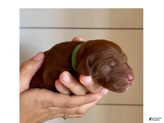 Irish Doodle dogs for sale: Irish Doodle Puppy- Ariel - Ad 4