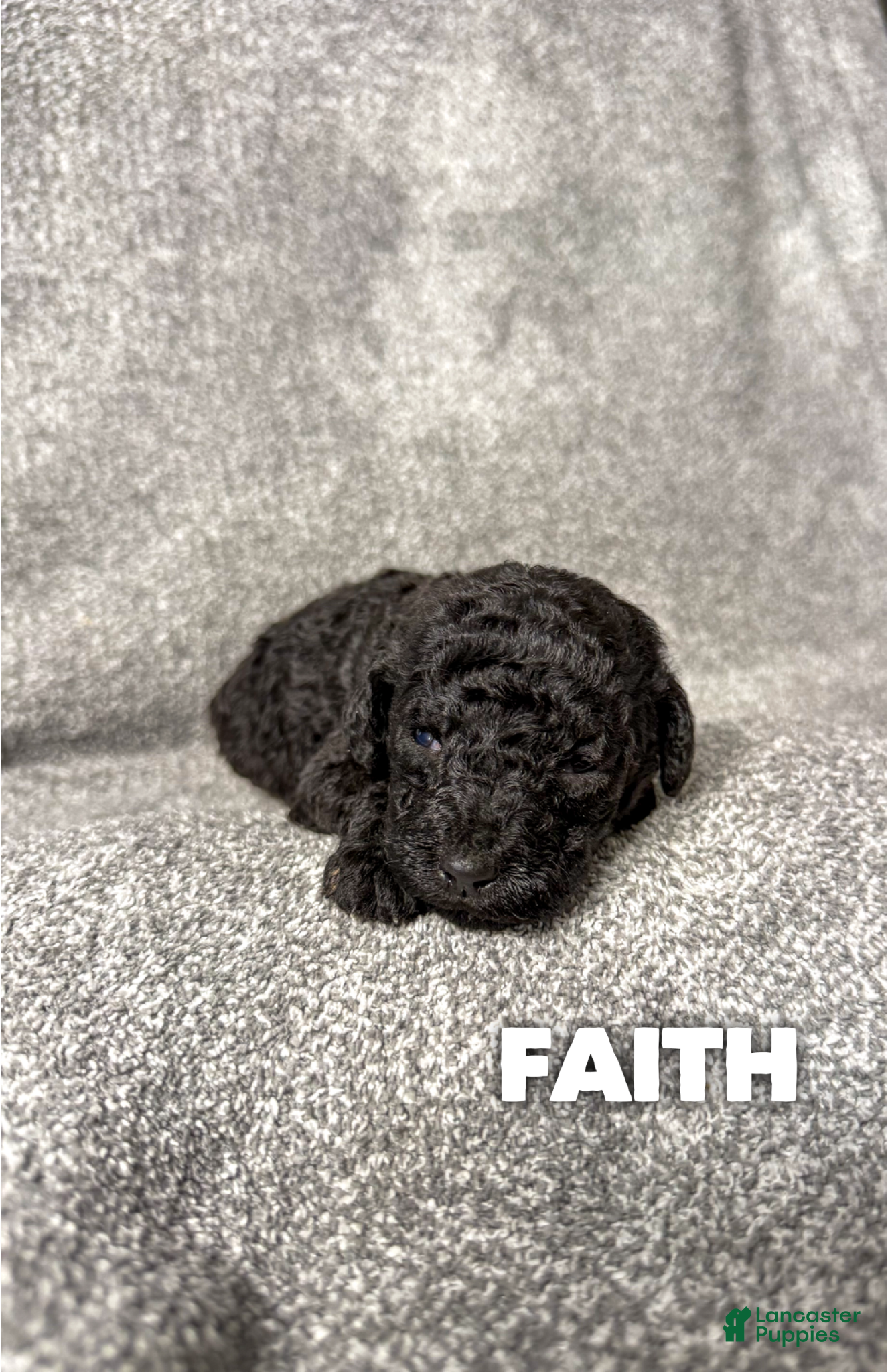 Standard Poodle dogs Faith - AKC - Ad 22