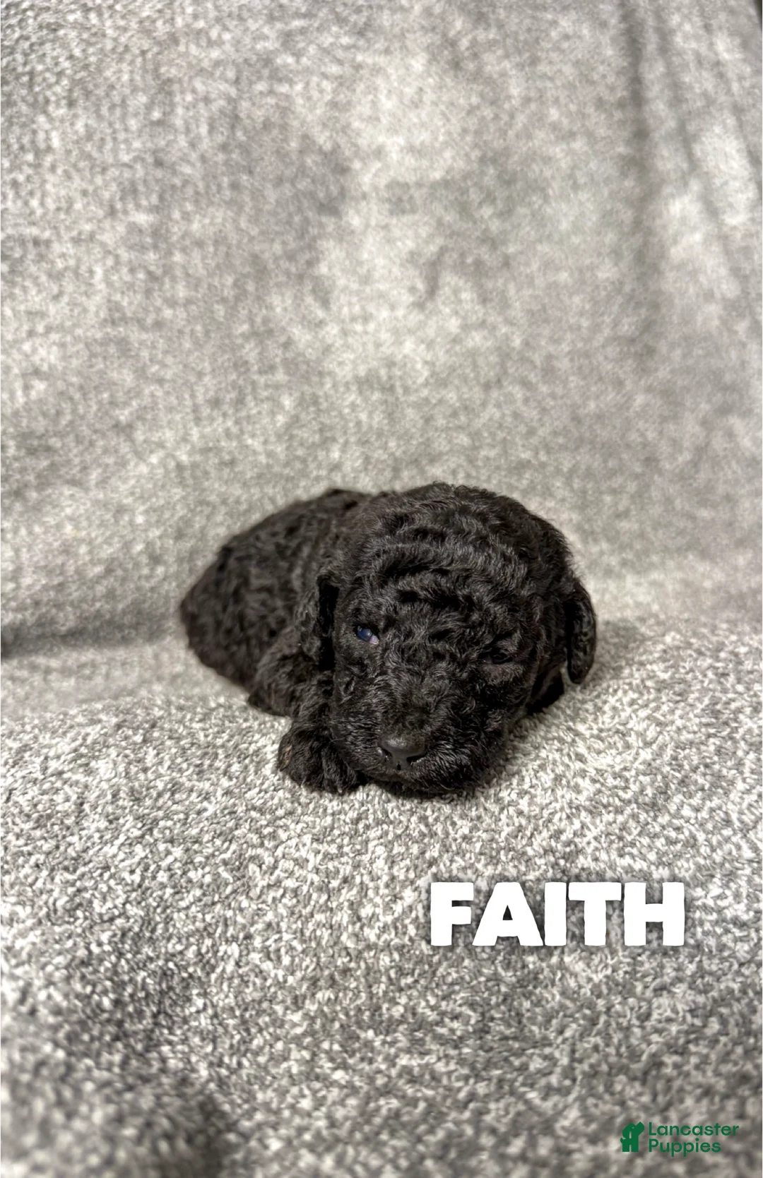 Standard Poodle dogs for sale: Faith - AKC - Ad 1