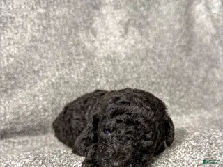 Standard Poodle dogs Faith - AKC - Ad 33