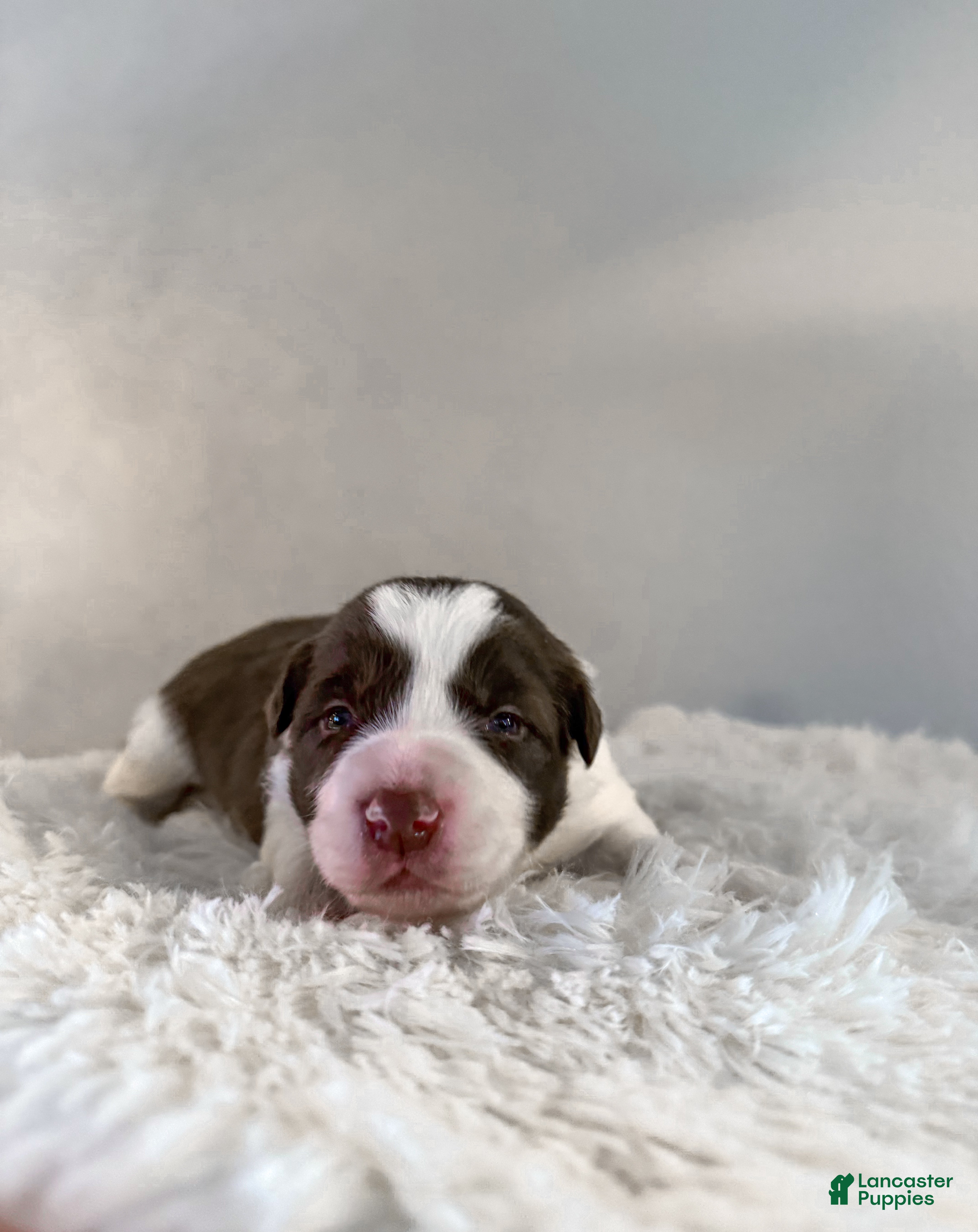 Border Collie dogs Cadillac   - Ad 2