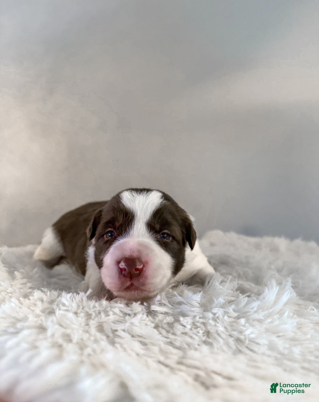 Border Collie dogs for sale: Cadillac   - Ad 1