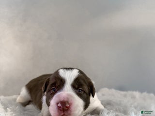 Border Collie dogs Cadillac - Ad 41