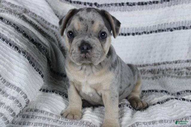 French Bulldog dogs David - Ad 1