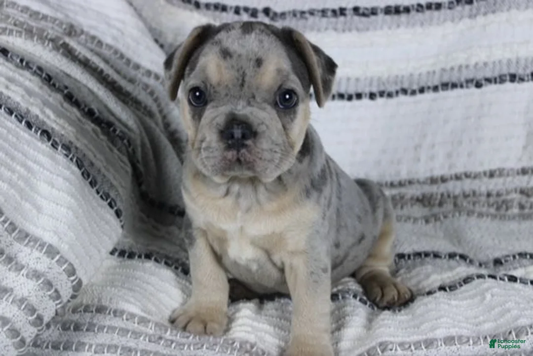 French Bulldog dogs for sale: David - Ad 1