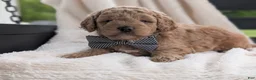 Mini Goldendoodle dogs for sale: Buster - Ad 5