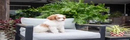 Standard Poodle dogs for sale: River - Ad 1
