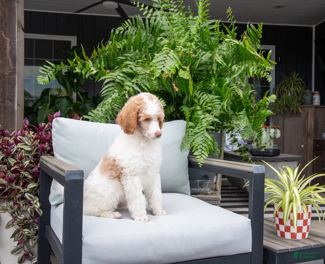 Standard Poodle dogs for sale: River - Ad 1