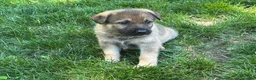 German Shepherd dogs for sale: German Shepherd 2 - Ad 4