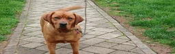 Labrador Retriever dogs for sale: Cookie - Ad 3