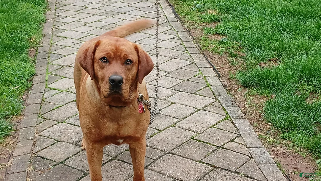 Labrador Retriever dogs for sale: Toby - Ad 2