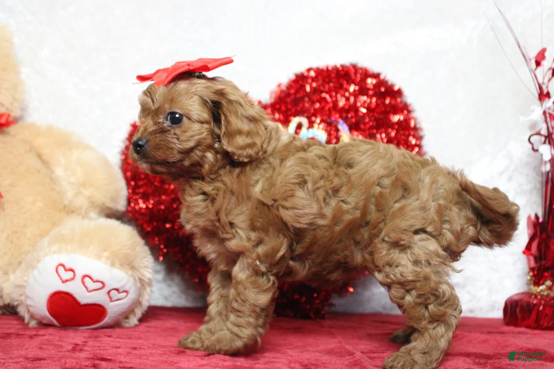 Cavapoo dogs for sale: Honey - Ad 4