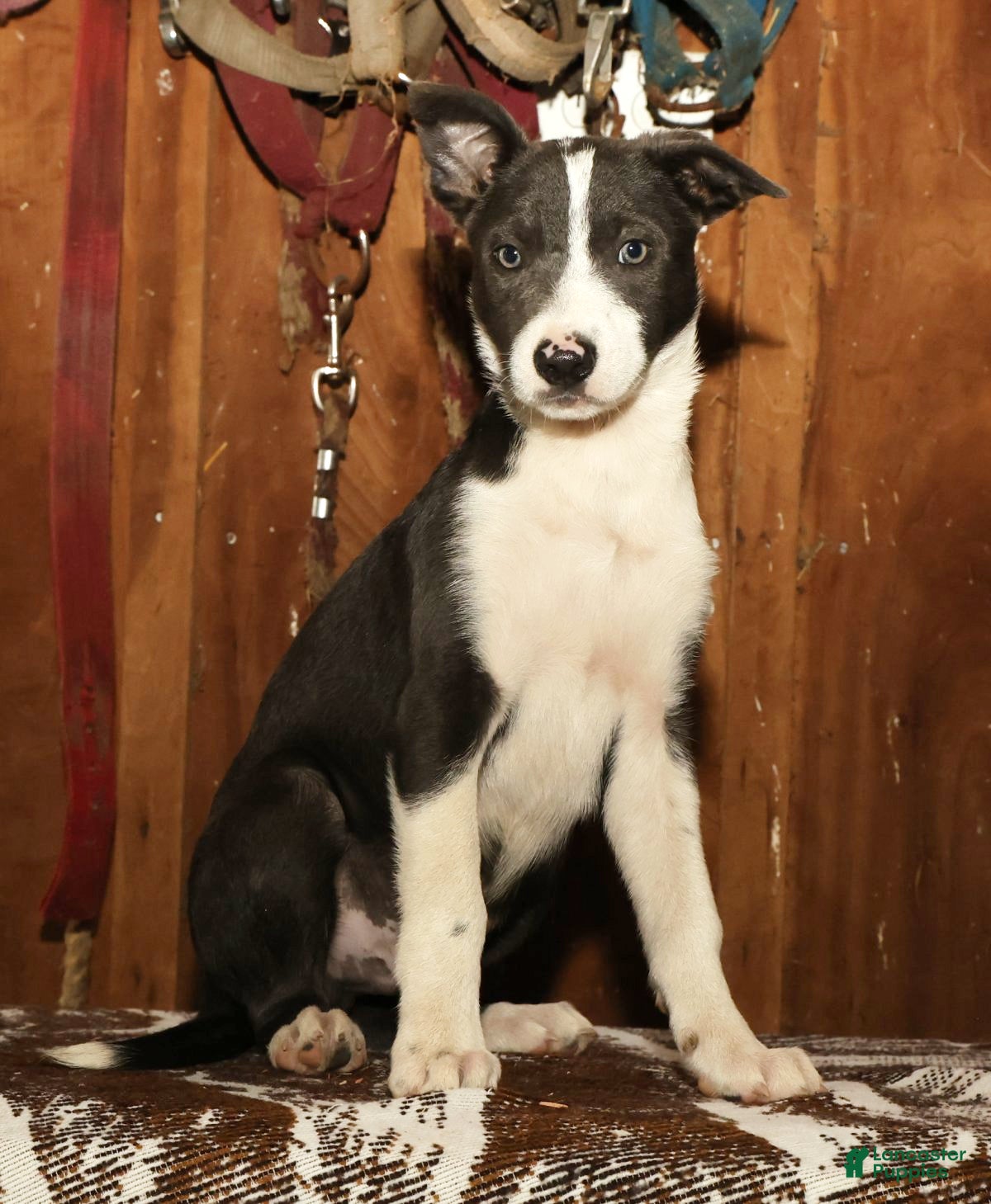 Border Collie dogs Charlie - Ad 1