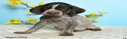 German Shorthaired Pointer dogs for sale: Tammy - Ad 3