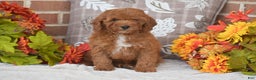 Toy Poodle dogs for sale: Taylor - Ad 2