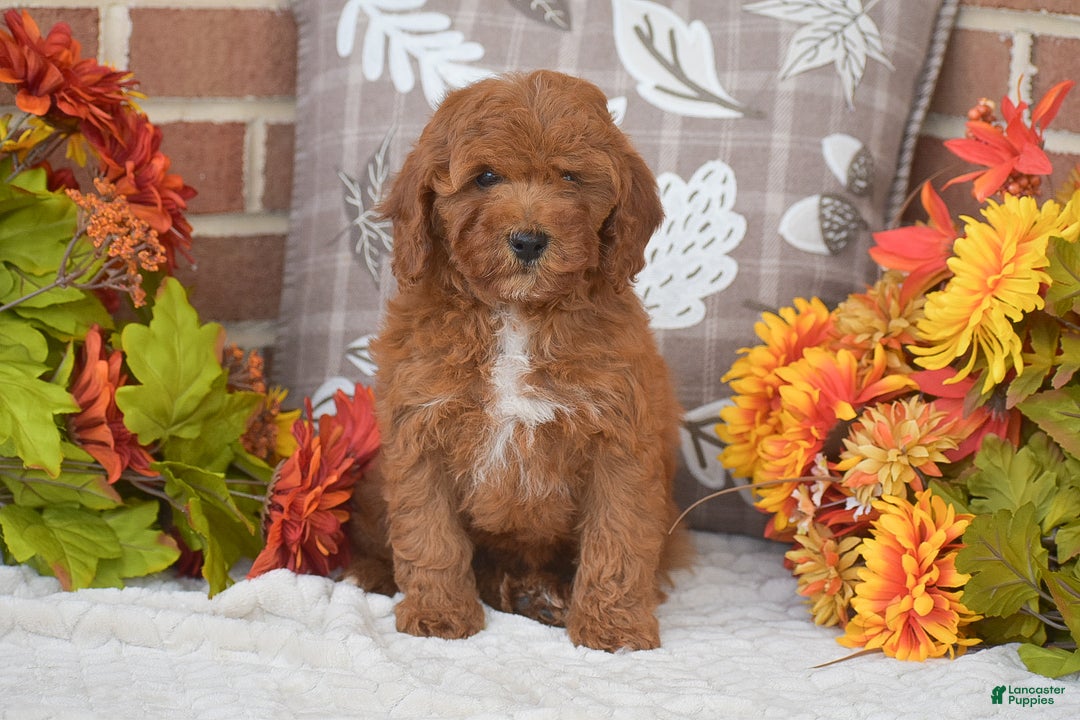 Toy Poodle dogs for sale: Taylor - Ad 2