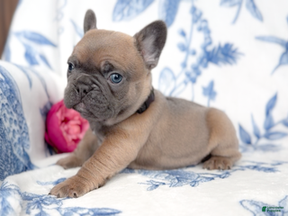 French Bulldog dogs Biscotti - Ad 11