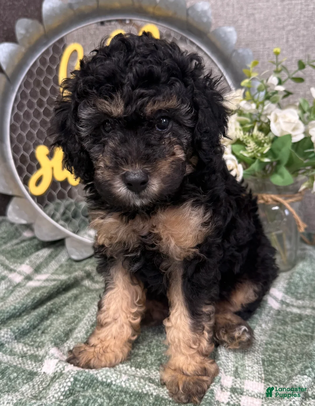 Miniature Poodle dogs for sale: Raleigh - Ad 2