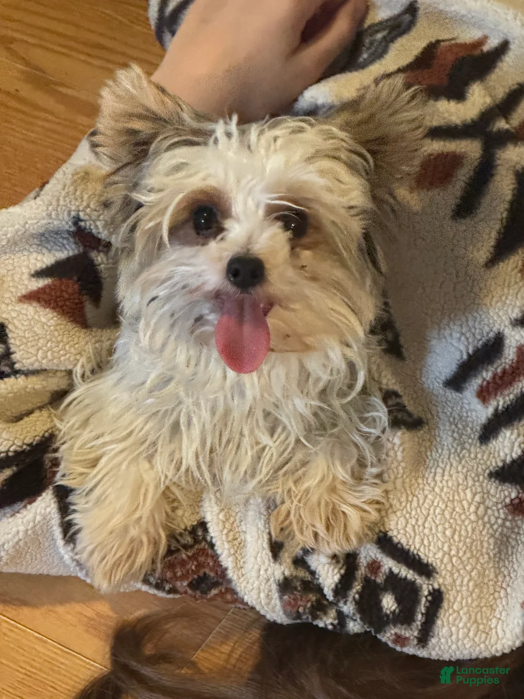 Yorkshire Terrier dogs for sale: Teacup Winter - Ad 3