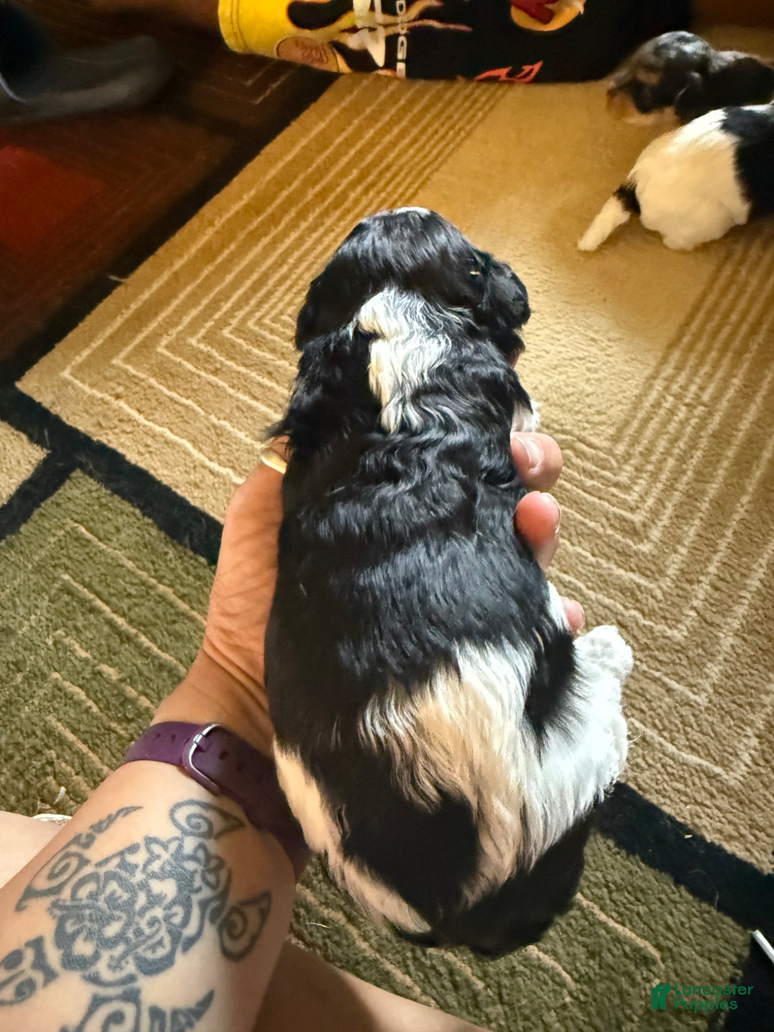 Mixed Breed dogs Baxter - Ad 1