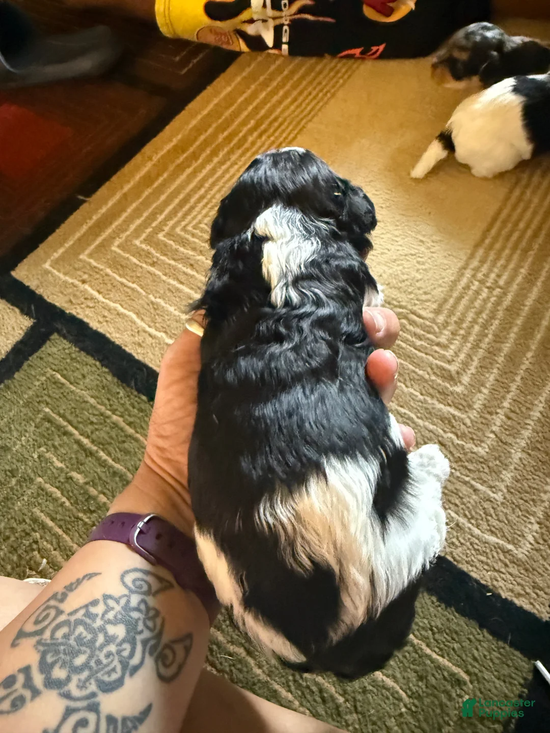 Mixed Breed dogs for sale: Baxter - Ad 1