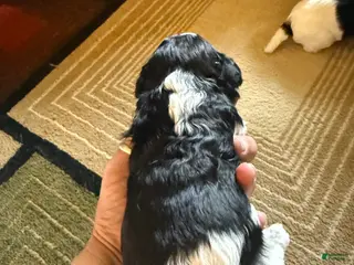 Mixed Breed dogs for sale: Baxter - Ad 3