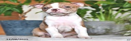 Boston Terrier dogs for sale: Rachelle  - Ad 9